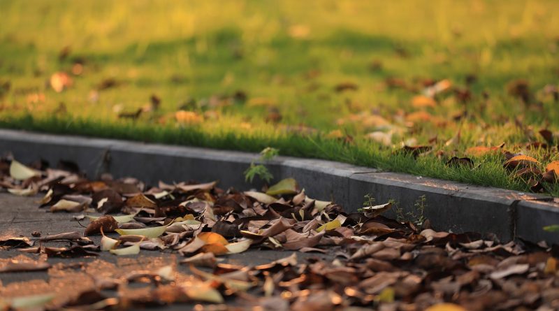 Fallen Leaves Pavement Lawn Leaves  - 传说中的顾彬清 / Pixabay