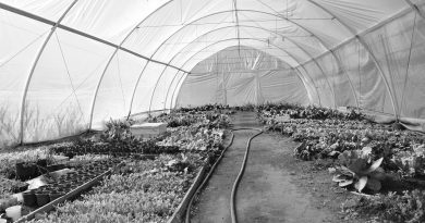 Nursery Greenhouse Planting Hose  - davidavilak / Pixabay