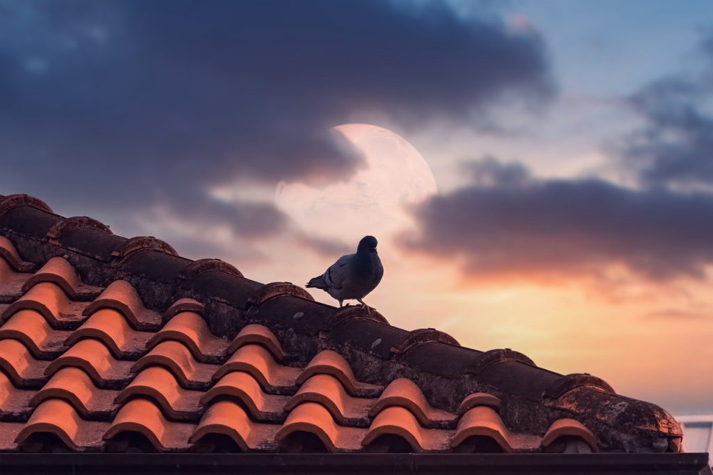 Pigeon Bird Roof Roof Tiles - sunbeamphoto / Pixabay