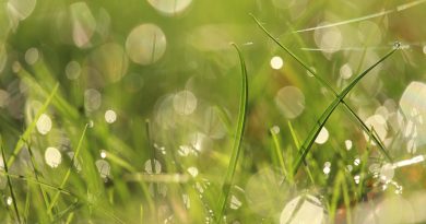 Grass Dew Bokeh Dewdrops  - KRiemer / Pixabay