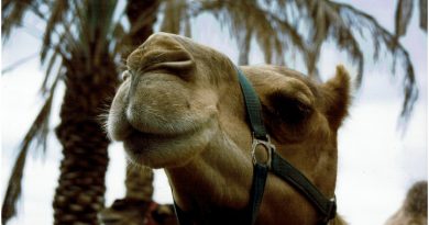 Camel Head Desert Palm Trees  - Aprilkind / Pixabay