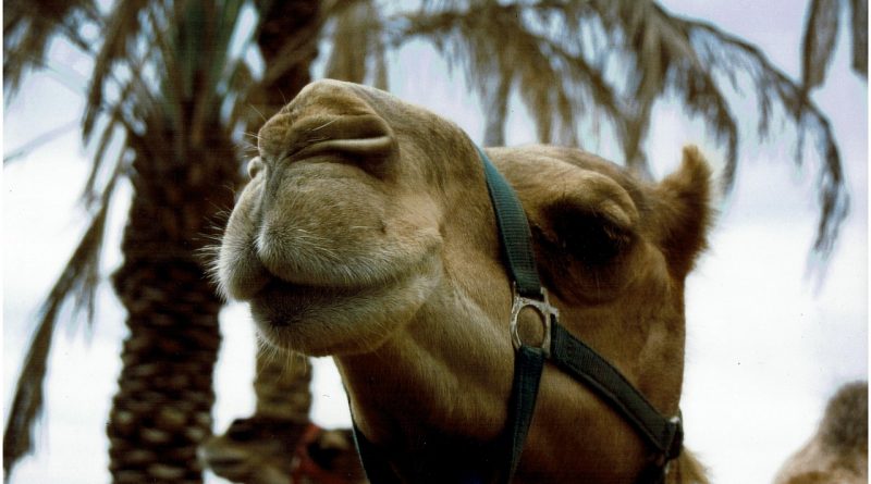 Camel Head Desert Palm Trees  - Aprilkind / Pixabay
