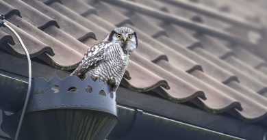 Northern Hawk Owl Owl Bird Animal  - Erik_Karits / Pixabay