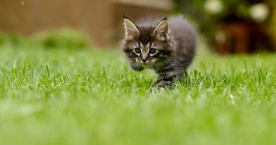 cat, kitten, grass