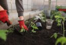 greenhouse, planting, spring, beds, flower wallpaper, woman, girl, seedlings, tomatoes, plants, nature, peppers, pots, flower background, earth, black soil, garden, vegetable garden, shovel, flowers, vegetables, fruits, home, young, boring, greenhouse, greenhouse, beautiful flowers, garden, garden, garden, vegetable garden, vegetable garden, vegetable garden, vegetable garden, vegetable garden